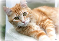 /album/galerie-de-photos-matous/hoops4-2-jpg/